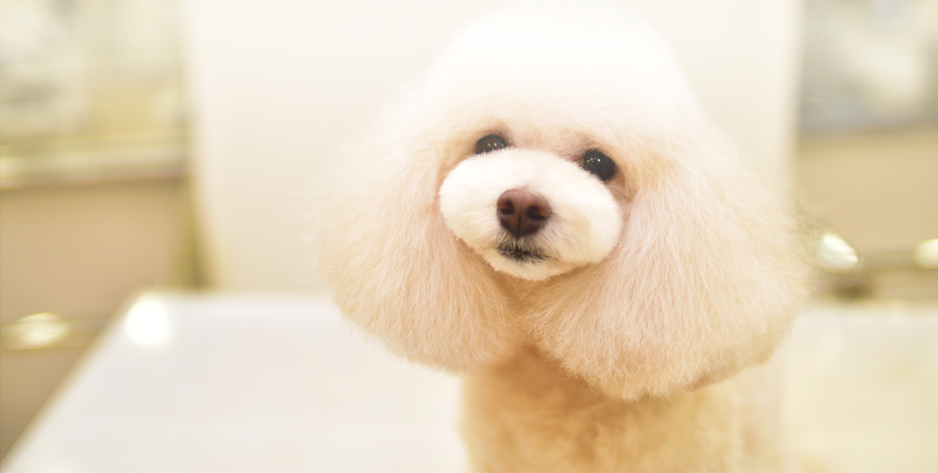 ペットサロン Toutou Blanc